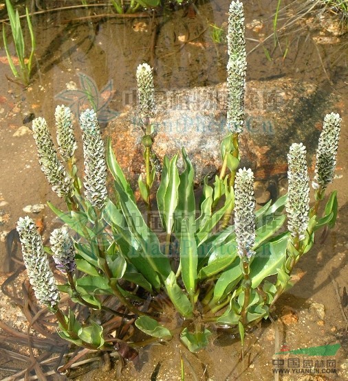 全緣兔耳草 