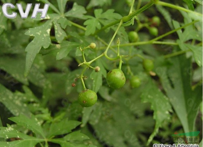 烏頭葉蛇葡萄 草葡萄、草白蘞