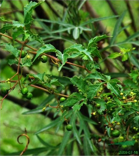 掌裂蛇葡萄 掌裂草葡萄、光葉草葡萄