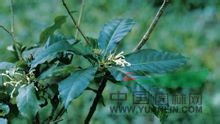 倒披針葉蘿芙木 