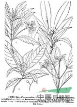 吊羅山蘿芙木 