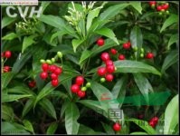 蘿芙木 魚膽木、山辣椒、刀傷藥