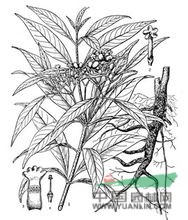 蘿芙木(原變種) 