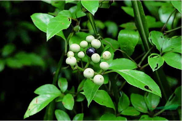 角花烏蘞莓 菱莖野葡萄、野葡萄、鉆地羊