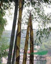 福建酸竹 