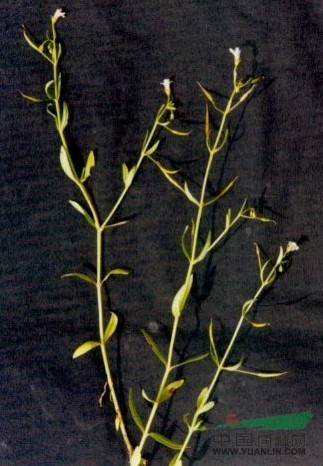 狹葉母草 