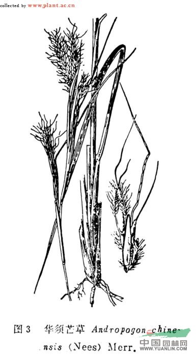 華須芒草 