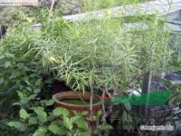 黃花夾竹桃 黃花狀元竹、酒杯花