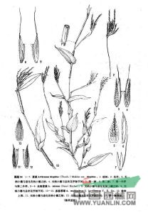 藎草(原變種) 