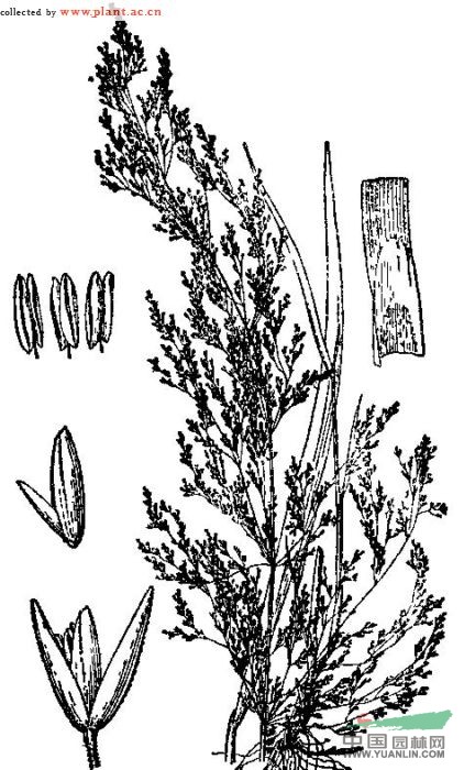 小糠草 