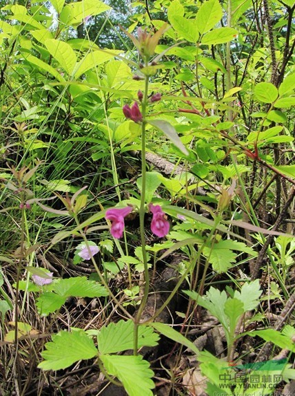 狹葉山羅花 