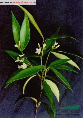 短柱絡(luò)石 