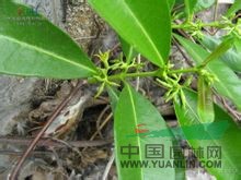 貴州絡(luò)石 