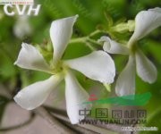 絡(luò)石 爬墻虎、鉆骨風(fēng)、棉絮繩