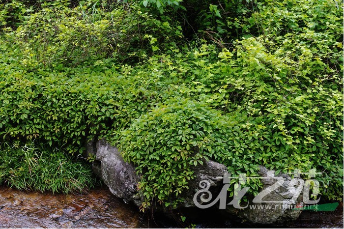 綠葉地錦 綠爬山虎、青龍?zhí)?、五盤藤、五葉壁藤