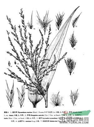 蘆竹(原變種) 