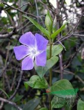 小蔓長(zhǎng)春花 