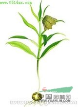 天目貝母 