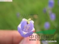 長柱沙參 