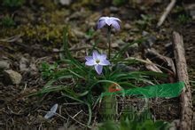 藍(lán)花韭 