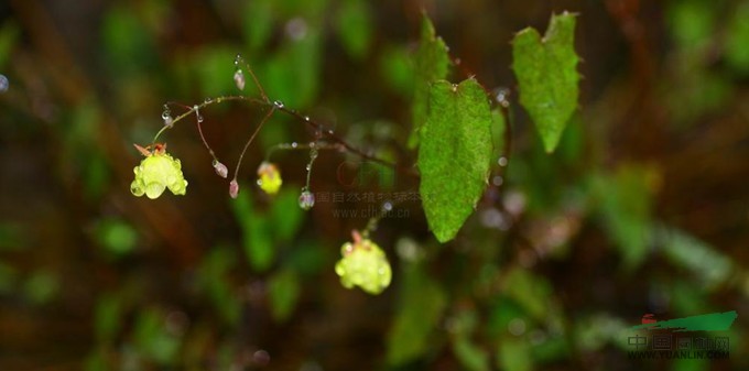 茂汶淫羊藿 