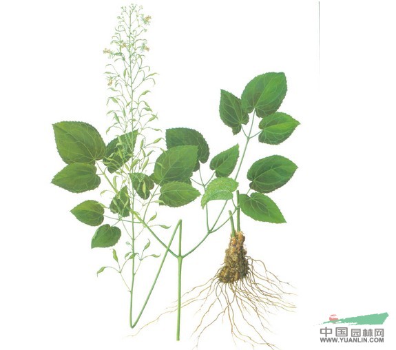強(qiáng)莖淫羊藿 