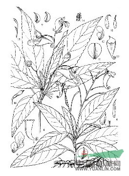 貴州鳳仙花 