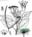 花皮膠藤 