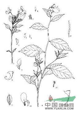 橫斷山鳳仙花 