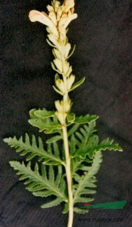 黃花馬先蒿 
