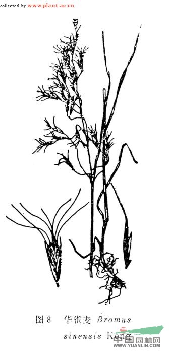 華雀麥 