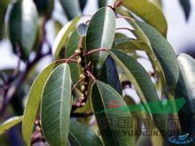綠黃葛樹 筆管榕