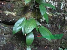 爬藤榕 長葉鐵牛、小號牛奶仔、枇杷藤、抓石榕、山牛奶、風(fēng)藤、小木蓮、小葉風(fēng)藤、小葉風(fēng)繩、狹葉薛荔