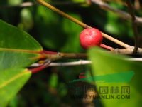 竹葉榕 狹葉榕、水稻清、竹葉牛奶樹 