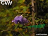 無(wú)柄沙參 