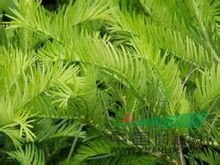 粗榧 中華粗榧杉、粗榧杉、鄂西粗榧、 中國粗榧