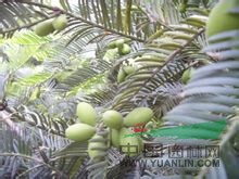 海南粗榧 薄葉篦子杉、紅殼松