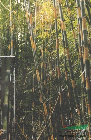 金毛空竹 