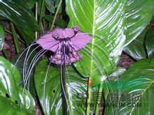 箭根薯 老虎花、山大黃、大水田七、萄葫薯、大葉屈頭雞