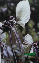 蒟蒻薯 水狗仔、老虎須、山大黃、大水田七、黃牛膽