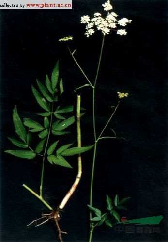 東北羊角芹 