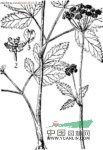 寬葉羊角芹 