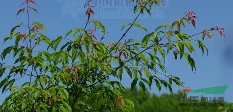 滇南蒴蓮 