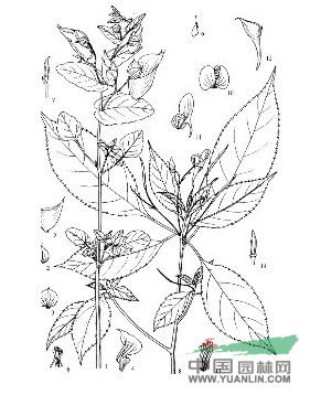 近無距鳳仙花 