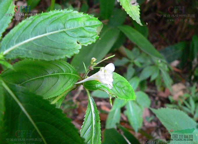 九龍山鳳仙花 