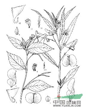 柳葉菜狀鳳仙花 