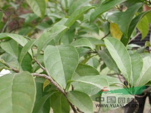 光葉桂木 