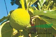 面包樹 羅蜜樹、馬檳榔、面磅樹