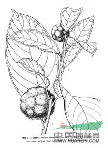 披針葉桂木 