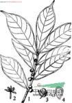 小果榕 